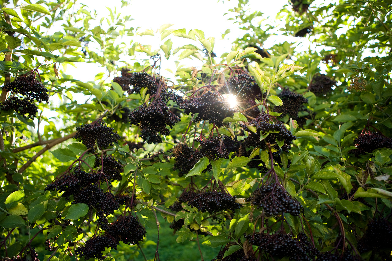 Increased nutraceutical brand's LinkedIn engagement by 1,224%