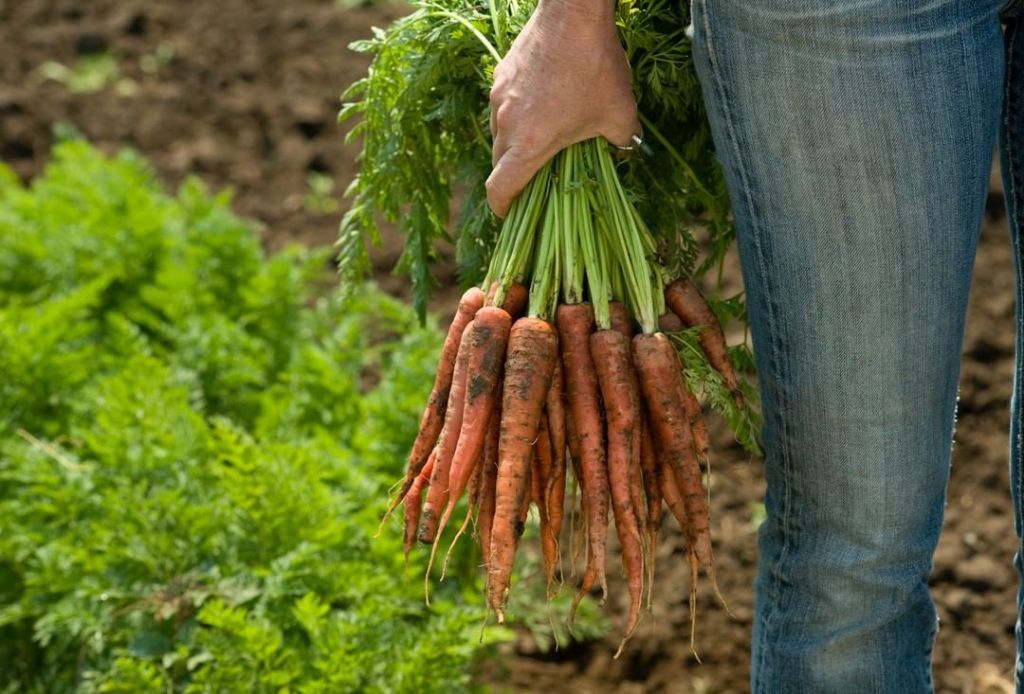 Omnichannel campaign for organic produce brand